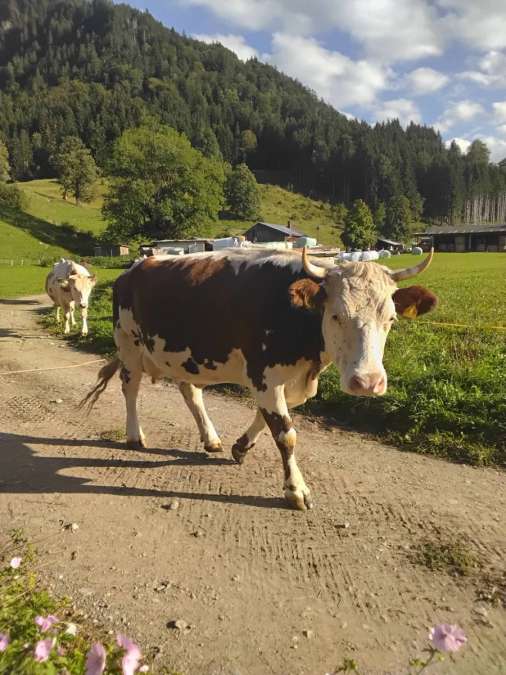 Kuh mutterkuh milchkuh fleckvieh x pustertaler - Bild 1
