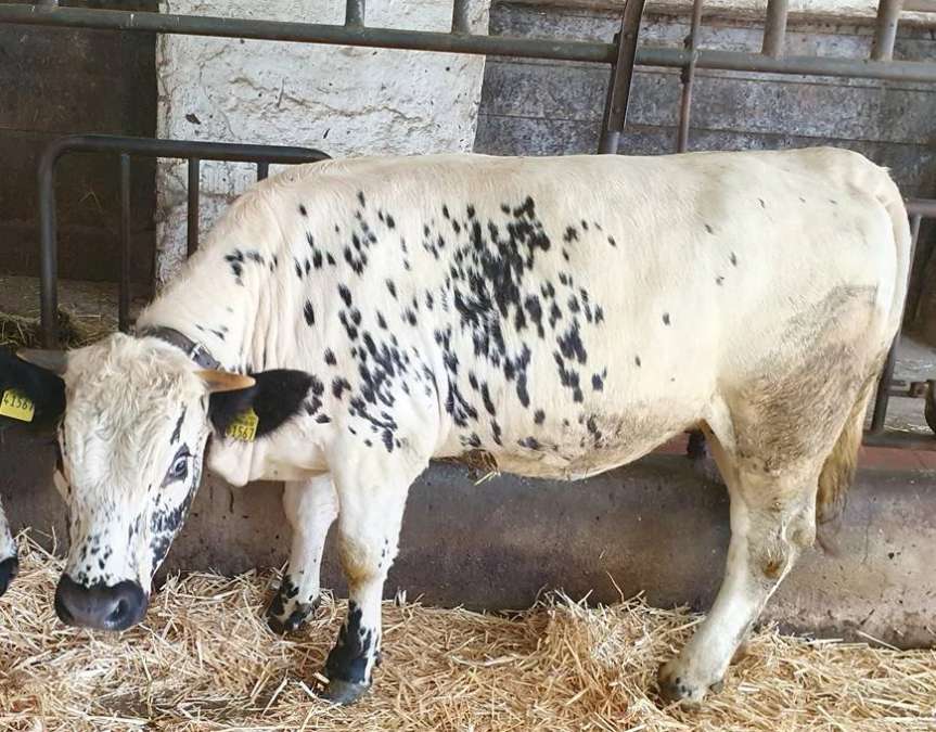 Verkaufe Pustertaler Sprinzen wegen Aufgabe der Tierhaltung - Bild 1