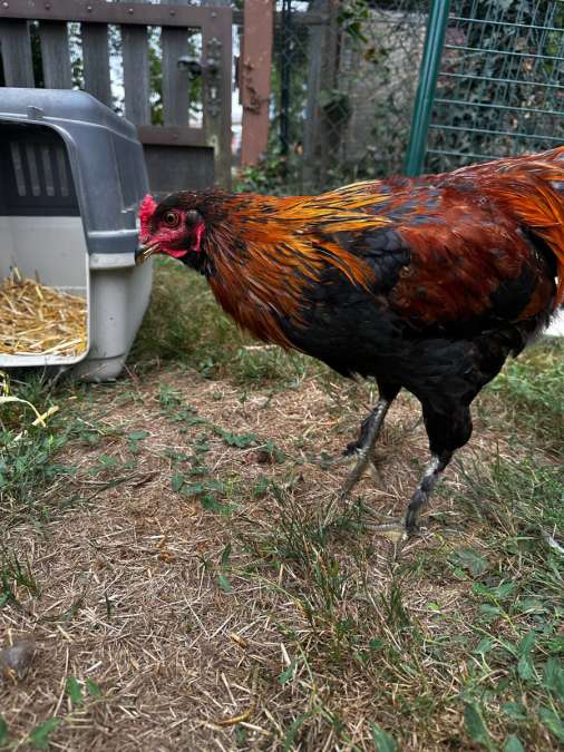 Araucana Hähne - Bild 1