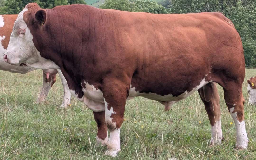 Fleckvieh Deckbulle Fleisch Bulle - Bild 1
