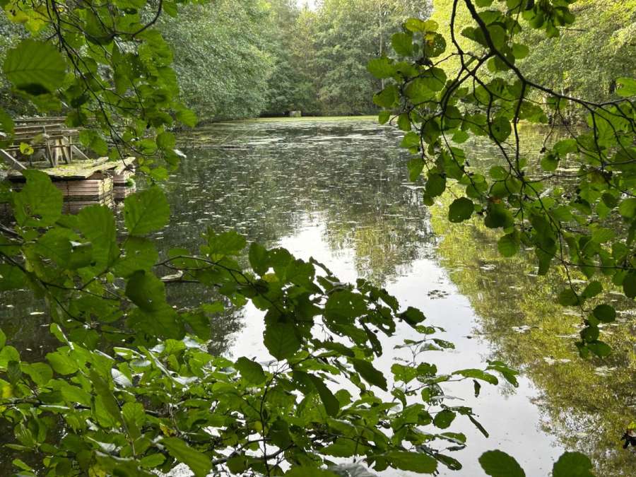 Teichanlage mit 4 Teichen, Wiese und Baumbestand (ca. 3 ha / 29.994 qm) - Sontra