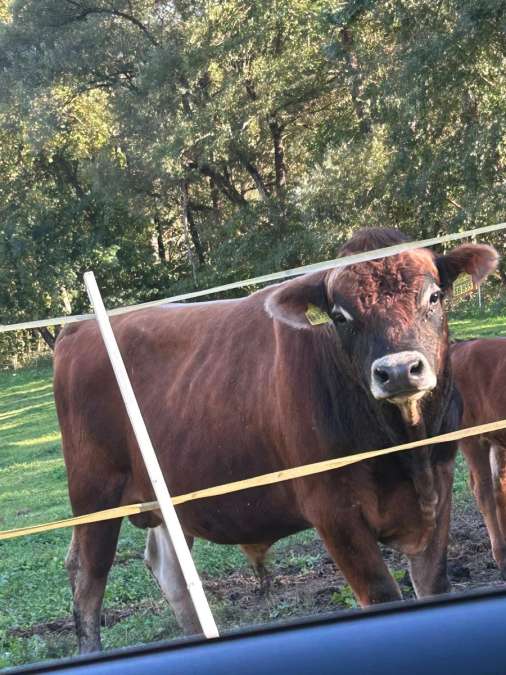 Jersey Stier - Bild 1