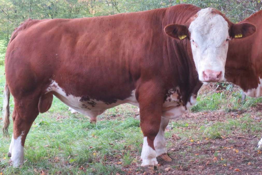 Fleckvieh Deckbulle Fleisch Bulle
