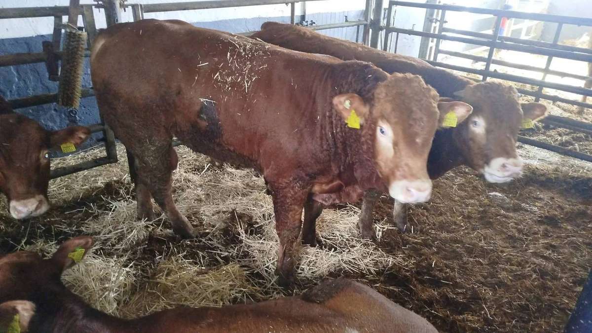 Limousin HB Bulle zu verkaufen - Bild 1