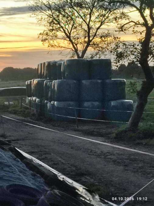 100 Silage Ballen zu verkaufen - Bild 1
