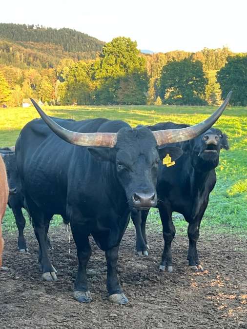 Texas Longhorn Zuchtbulle „MR QWR BLACK CHEX“ – TLBAA - Bild 1