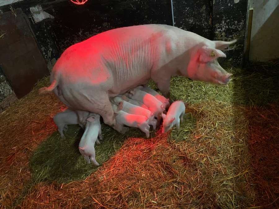 Ferkel  abzugeben - Bild 1