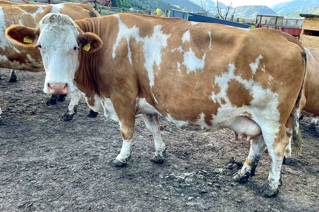 Bio-Fleckviehkuh hochtragend, Kalbung 13.11., hornlos – für Mutterkuhhaltung - Bild 1