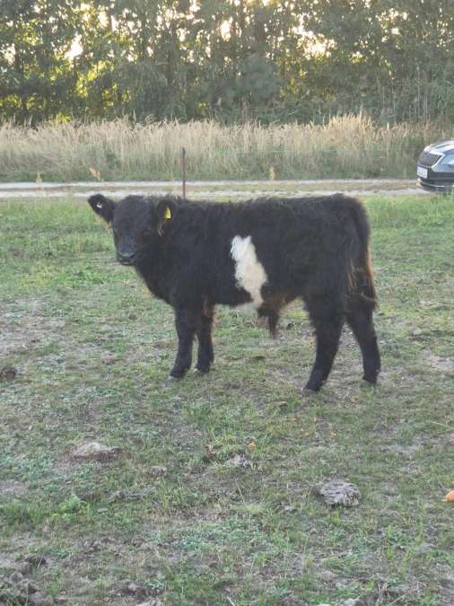 Galloway Absetzer männlich und 1 jährige Färse black - Bild 1