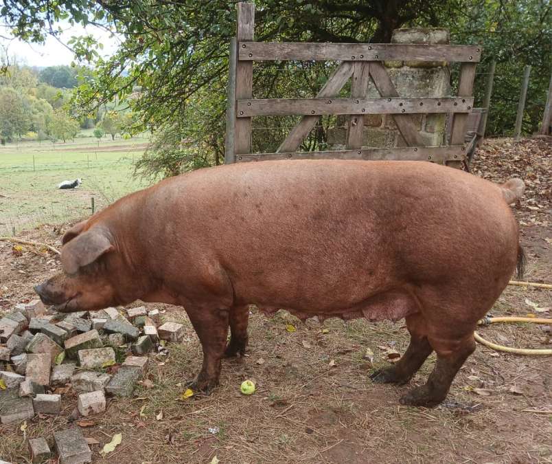 Duroc Schwein /Sau - Bild 1