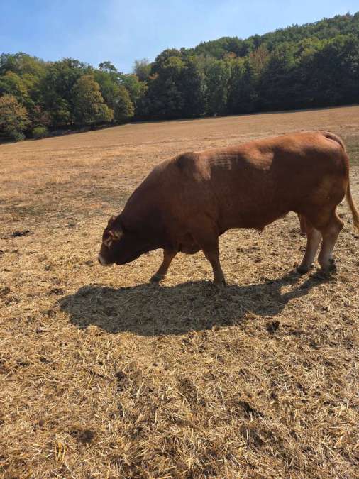 Limousin Deckbulle - Bild 1