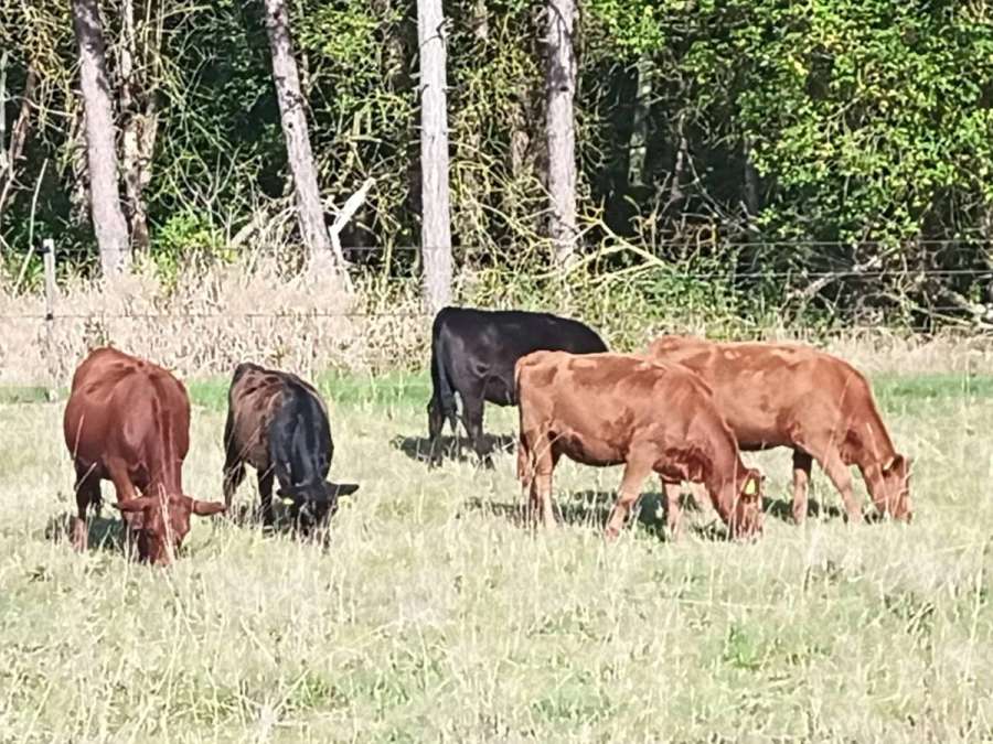 Verkaufe 3 Angusfärsen, 1 Jahr alt - Bild 1
