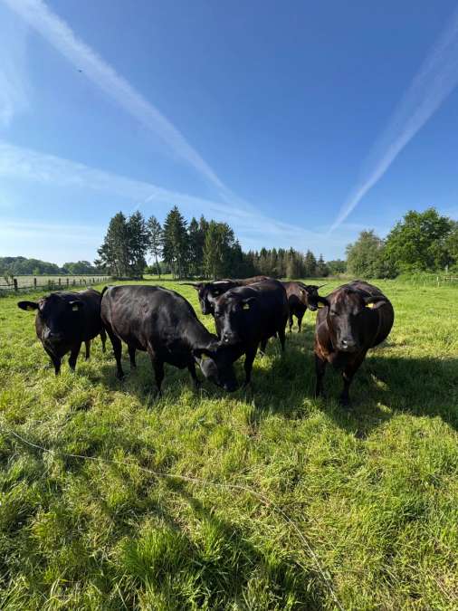 Wagyu und Wagyu x Angus Kreuzungen