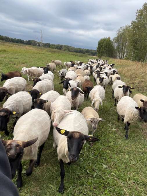 Mutterschafherde teils tragend - Bild 1