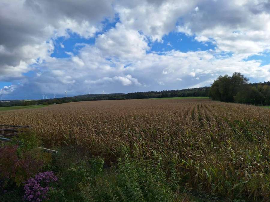 Körnermais vom Feld - Bild 1