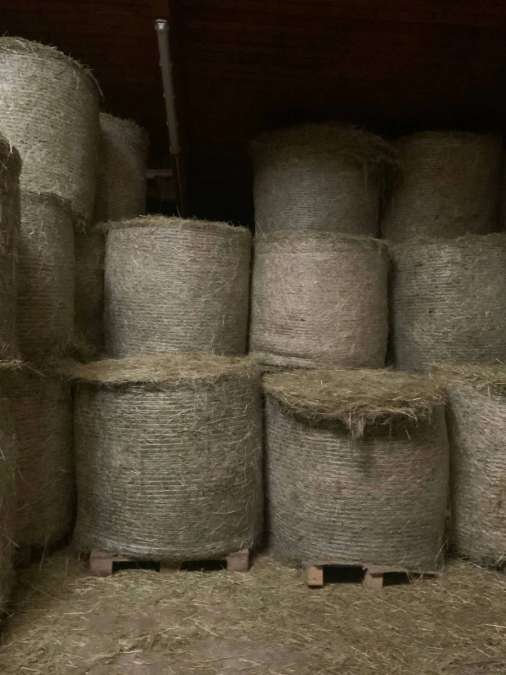 Heuballen – 1. Schnitt, ideal für Pferde – Bioland zertifiziert - Bild 1