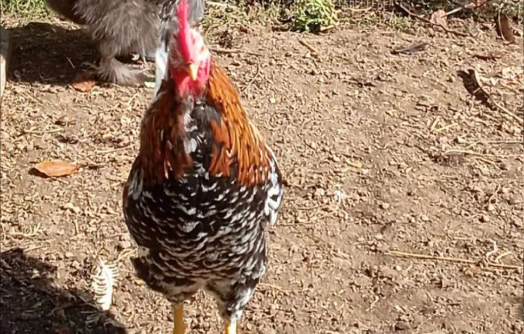 Schwedisches Blumenhuhn