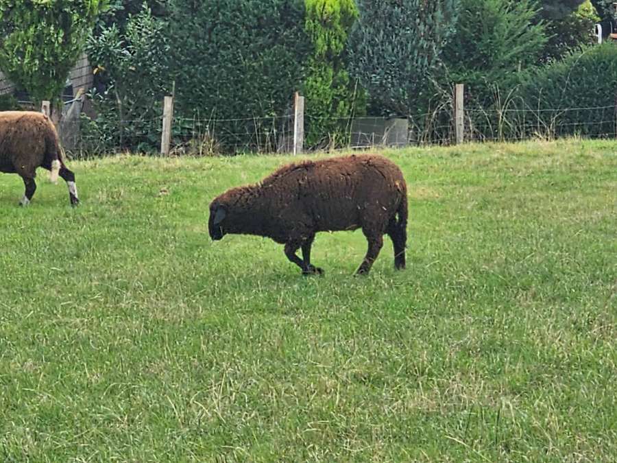 Verkaufe 2 Schwarzkopf / Bergschaf Böcke aus März 26 - Bild 1