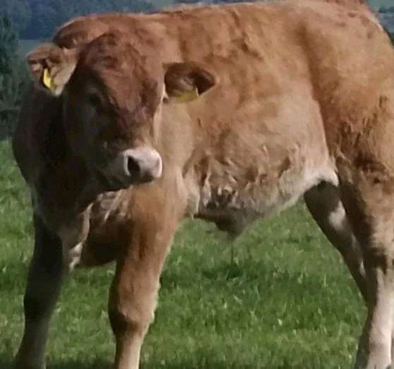 Bio Limousin Absetzer, männlich - Bild 1