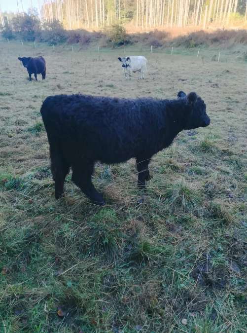 Galloway Rinder Biostatus - Bild 1