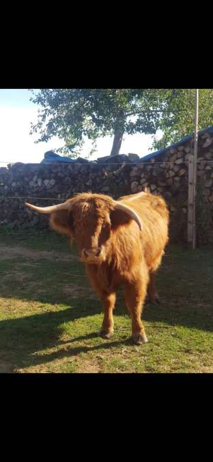 Highland kuh mit kuhkalb - Bild 1