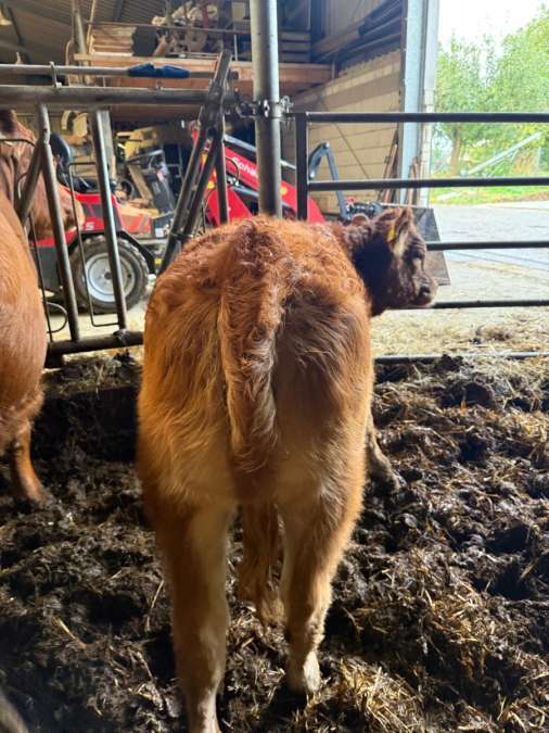 Absetzer weiblich Limousin - Bild 1