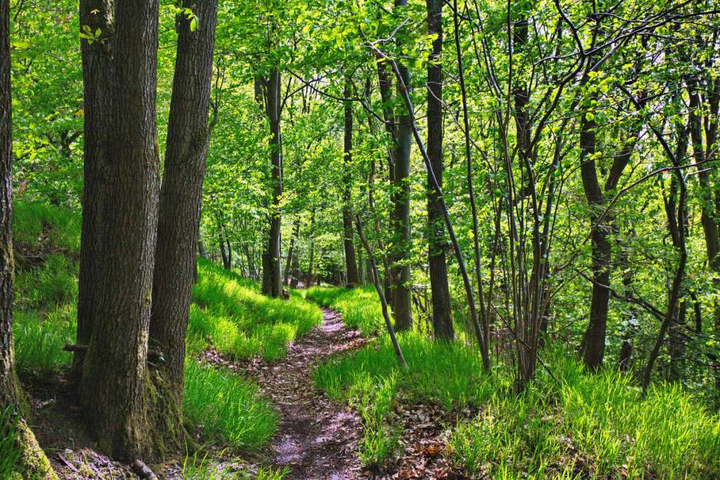 Ackerland, Grünland oder Wald zu verkaufen? Dann bin ich der Passende Makler für Ihr Vorhaben! - Bild 1