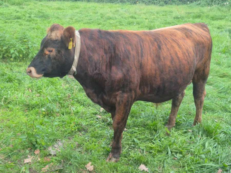 Jungbulle abzugeben - Bild 1