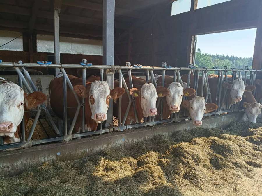 tragende Kalbinnen Fleckvieh Bio - Bild 1