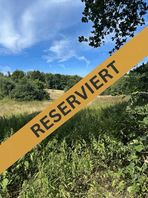 Ein Paradies für Pferdehalter - ca. 2 ha Wiese mit Bachlauf und Baumbestand in Neustadt - Mengsberg - Bild 1