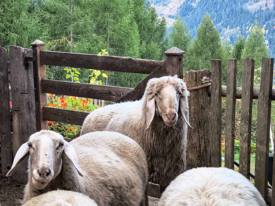 Tiroler Bergschaf Widder - Bild 1