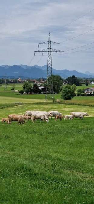 Bio- Charolais Mutterkühe mit Kalb bei Fuß - Bild 1