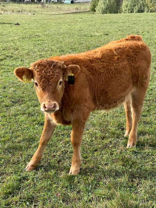 Limousin Absetzer - Bild 1