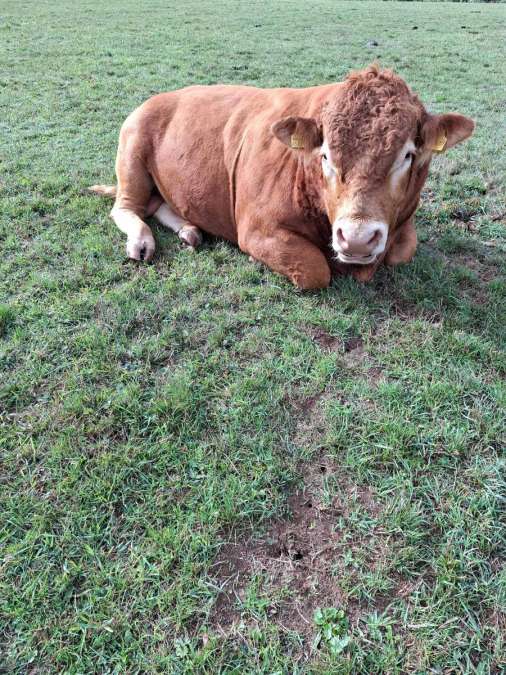 Limousin Bulle