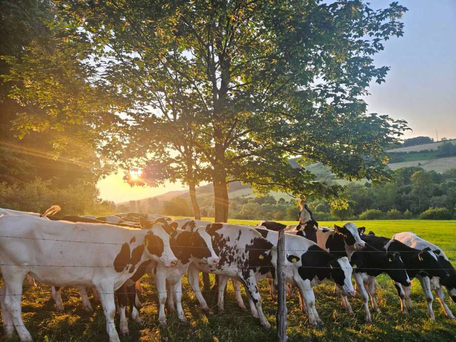 Holstein-Schwarzbunt Färsen ab Hof zu verkaufen (gedeckt) o. Lohnaufzucht - Bild 1