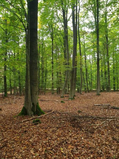 Exklusiver Buchenwald (> 100 Jahre), 4,3 ha, Schorfheide, Parlow - Bild 1