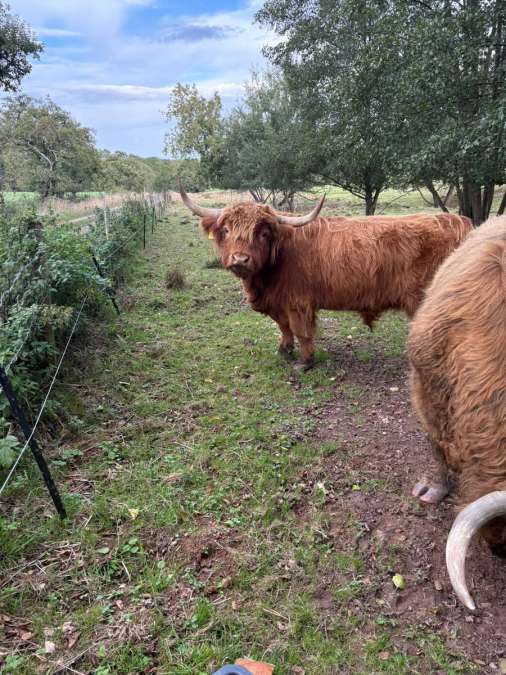 Highland cattle bulle - Bild 1