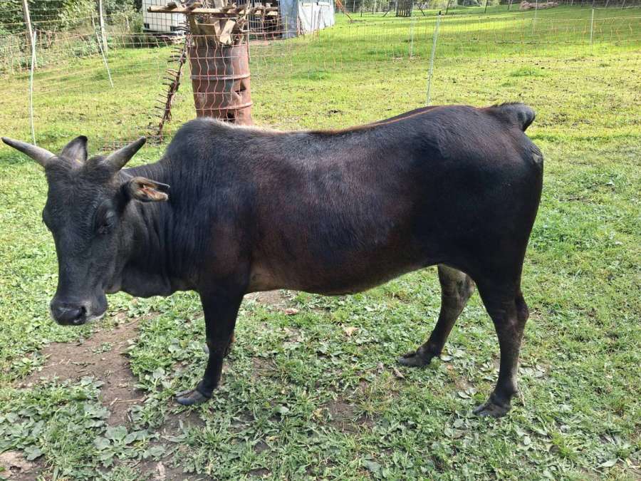Zwerg Zebu Rind - Bild 1