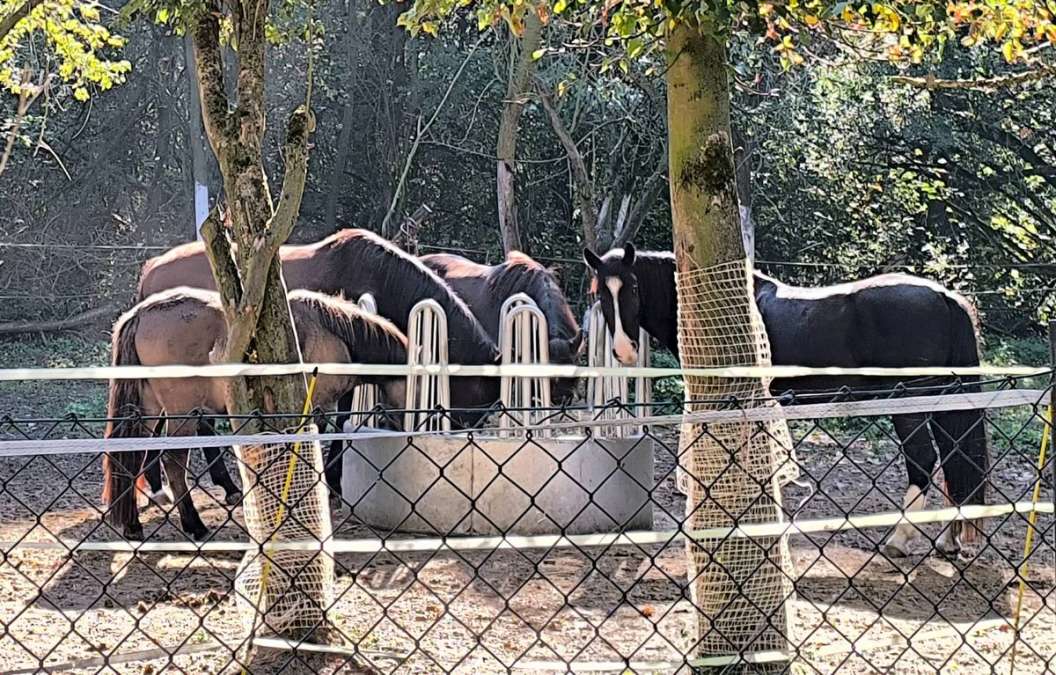 Heurollen / dauerhafter Heulieferant gesucht! - Bild 1