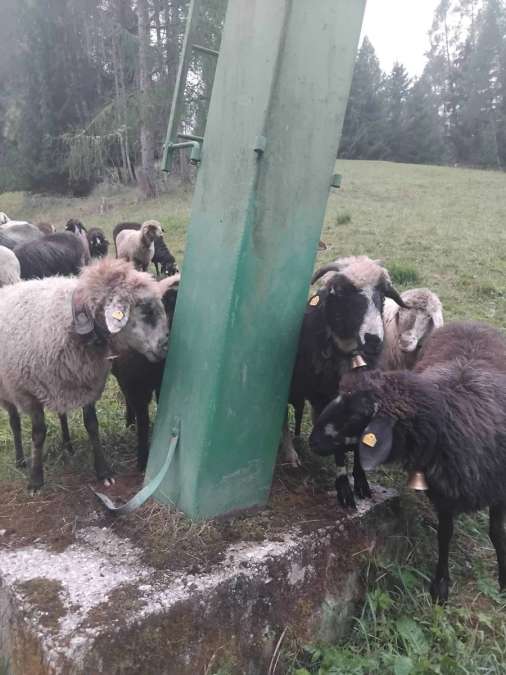 Suchen Heu oder Grummet - Bild 1