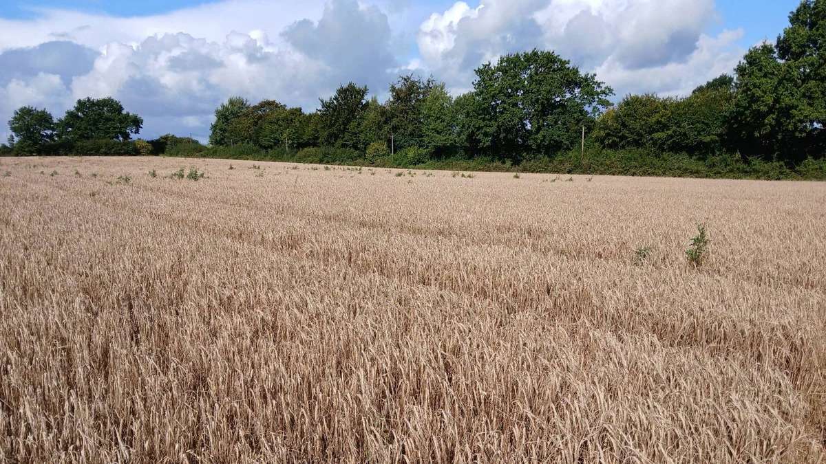 Bio Sommergerste Ernte 2026 Gerste
