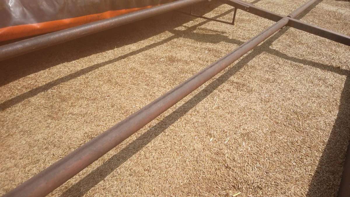 Bio Hafer aus Ernte 2024