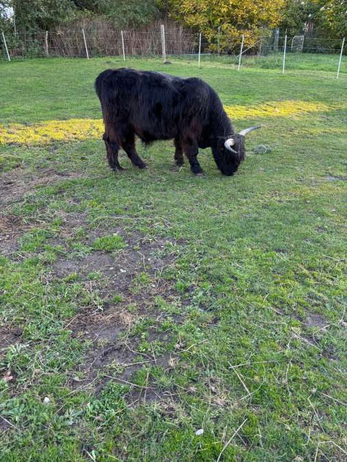 Highland Cattle Ochse - Bild 1