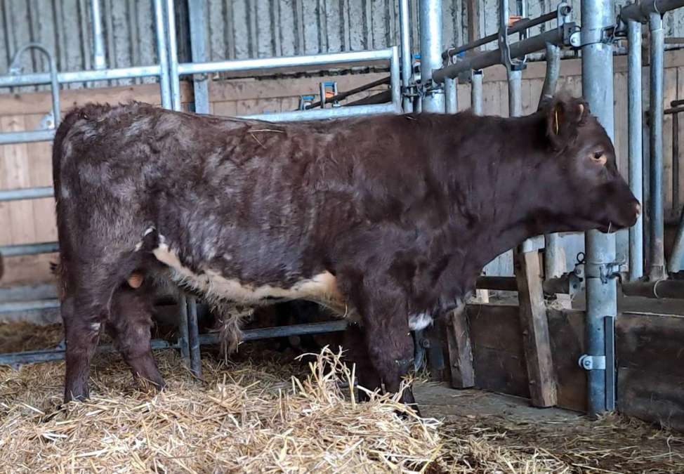 Shorthorn Absetzer männlich - Bild 1