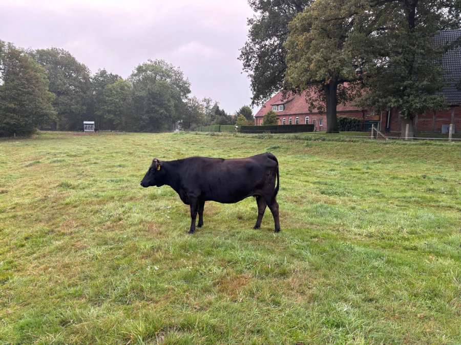 Wagyu Fullblood Mutterkuh Herdbuch A - Bild 1