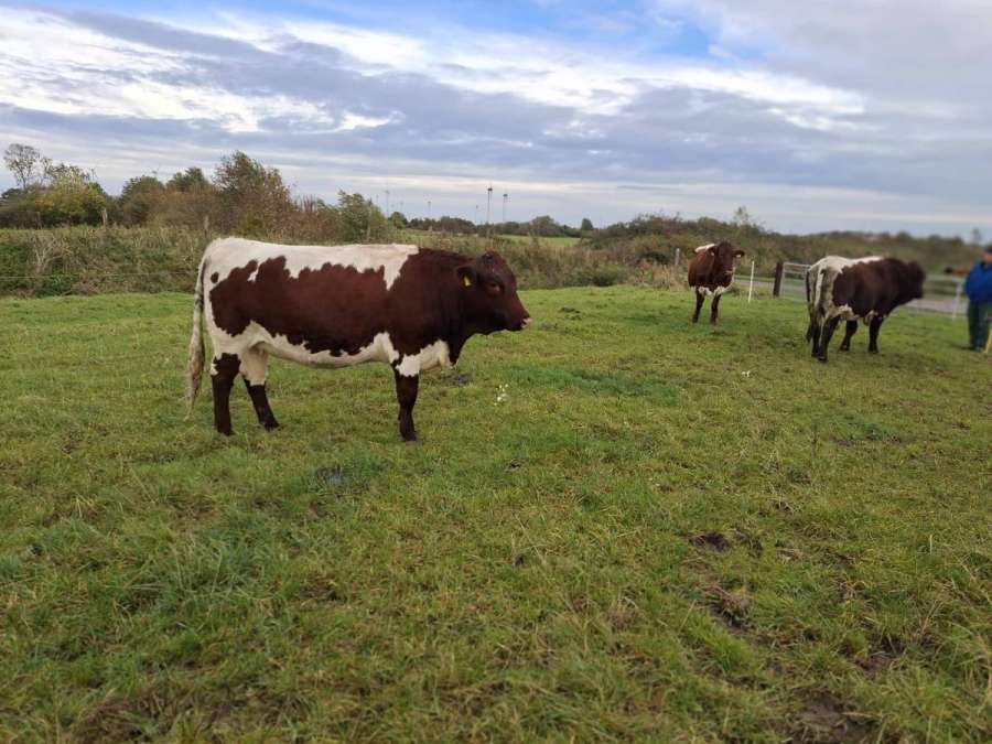 Pinzgauer Herdbuch tragend - Bild 1