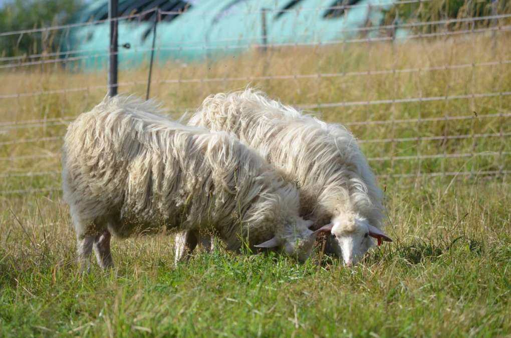 Moorschnucken (Böcke)