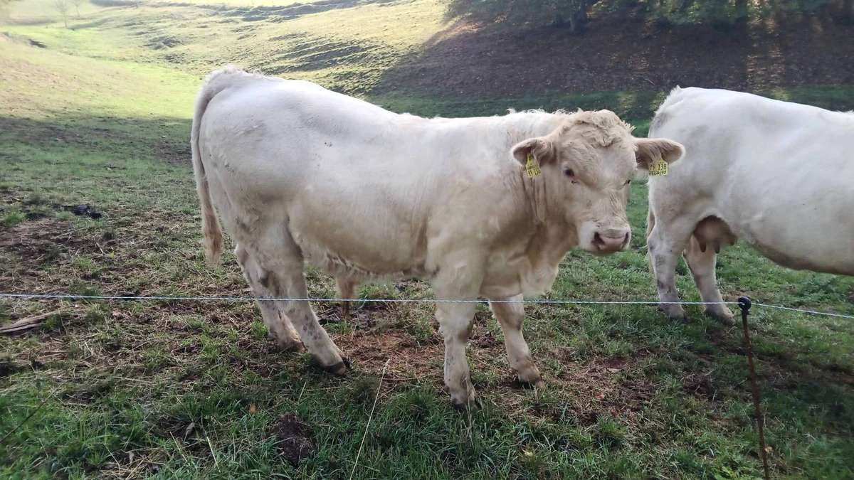 Charolais Bullen Absetzer - Bild 1