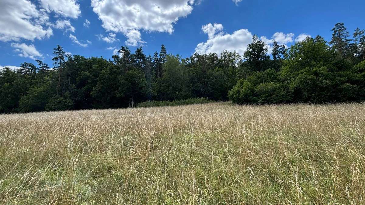 8.593 m² Wiese & Ackerland bei Alfalter/Vorra – pachtfrei, von privat - Verkauf gegen Gebot - Bild 1