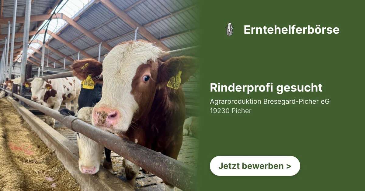 Rinderprofi gesucht